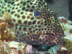 Malabar Grouper,
Gordon Reef,
Sharm el Sheikh by Adolfo Maciocco 